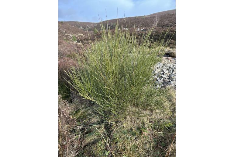 Cytisus scoparius -6654