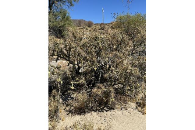 Cactus met molesterende stekels