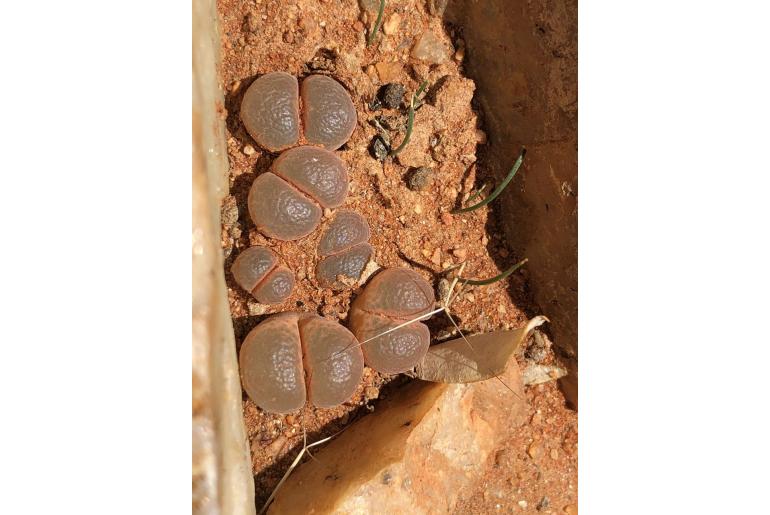 Conophytum friedrichiae 6672