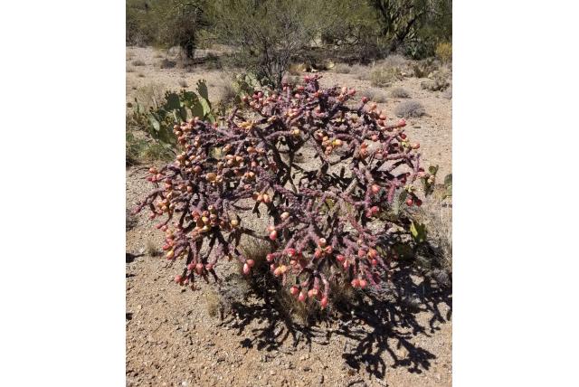 Verschillende kleuren Cylindropuntia