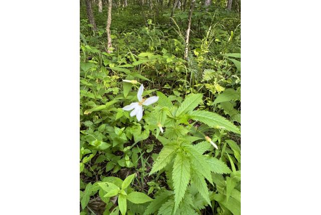 Met voorwaarden gillenia