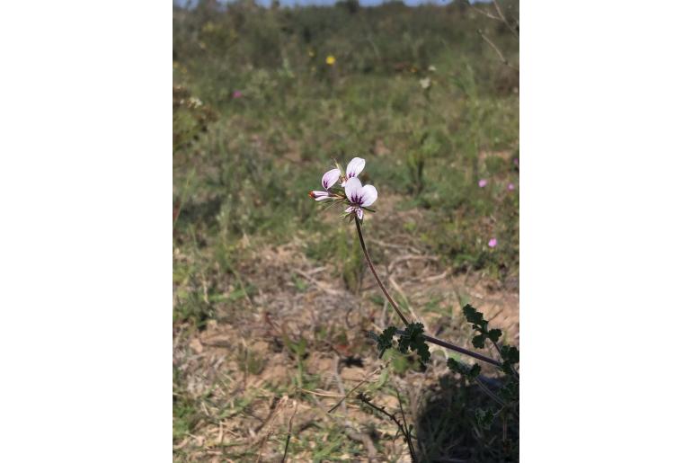 Pelargonium candicans 6687