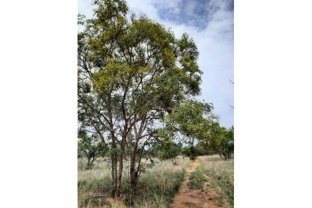 Rondbladige pterocarpus