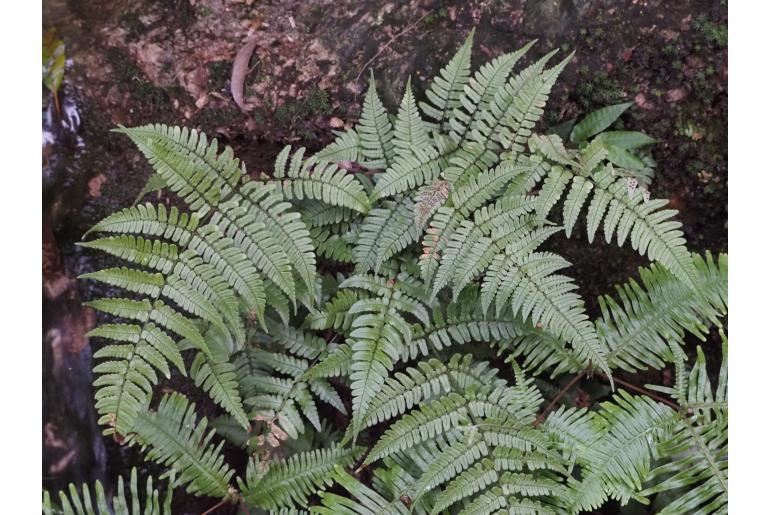 Dryopteris fuscipes&nbsp;6701