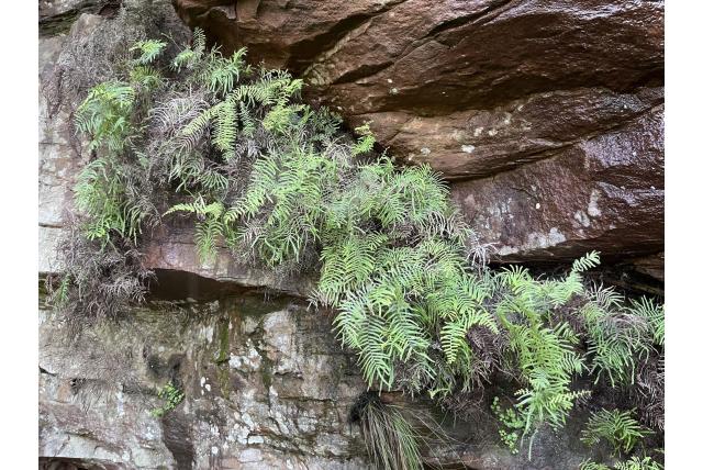 Polypodium-achtige gleichenia