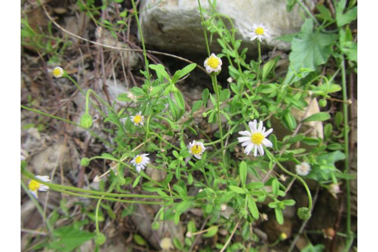 Felicia microcephala&nbsp;6702