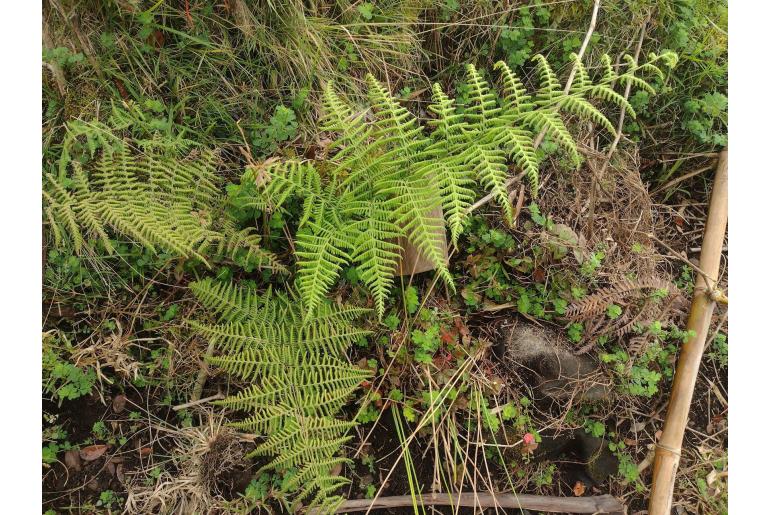 Macrothelypteris torresiana -6704