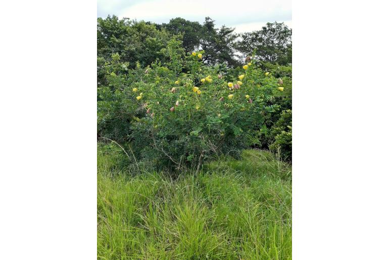 Bauhinia tomentosa -6707