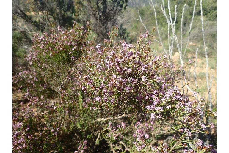 Stoebe rugulosa 6709