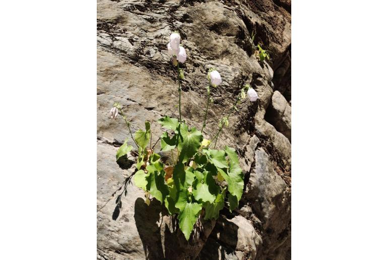 Campanula cretica&nbsp;6718