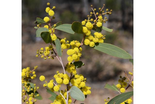 Steedman's acacia