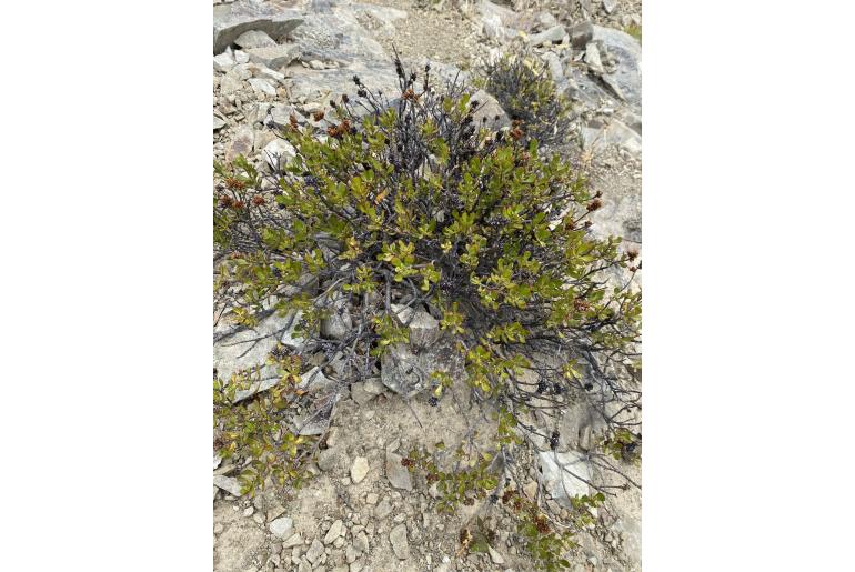 Veronica raoulii&nbsp;6736