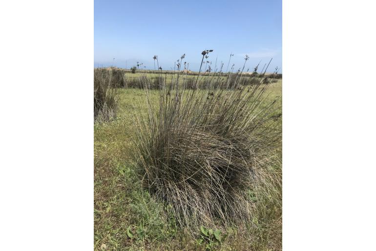 Juncus maritimus -6740