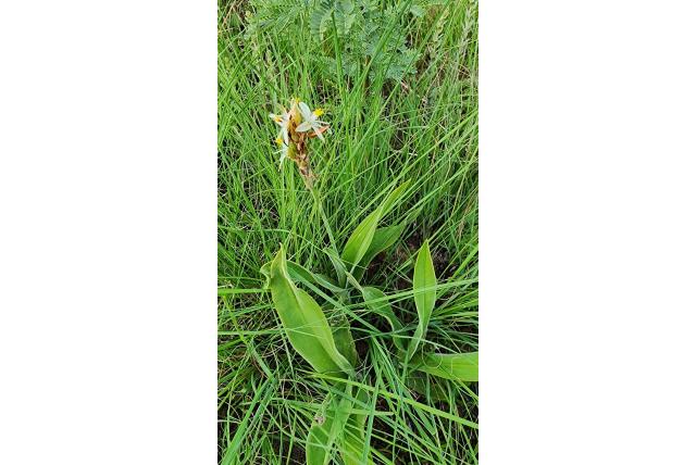 Behaarde aderen graslelie