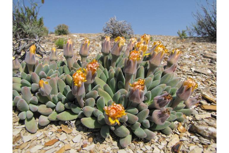 Deilanthe peersii 6751