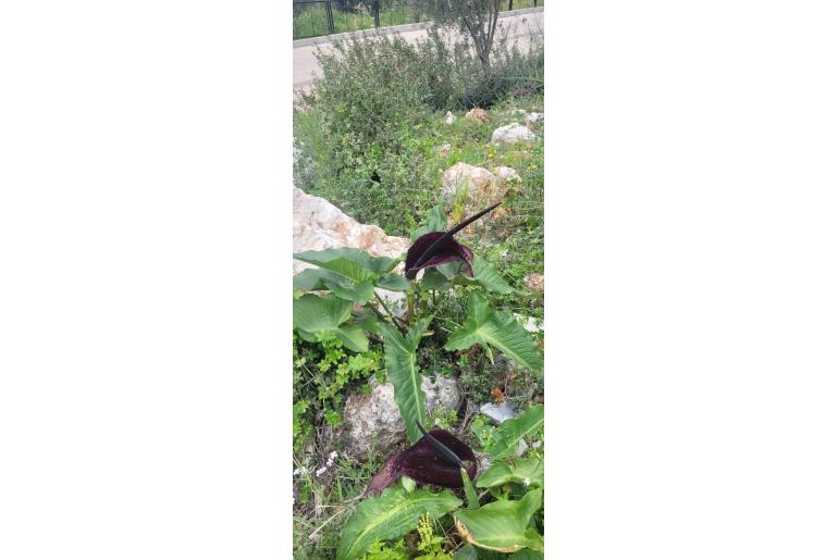 Arum dioscoridis&nbsp;6763