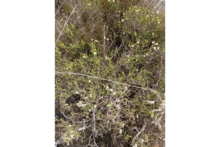 Diosma dichotoma&nbsp;6788