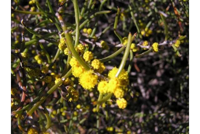 Flexibel acacia