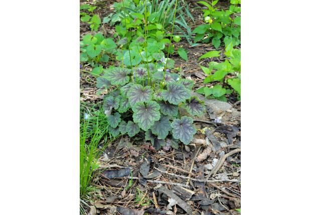 Amerikaans purperklokje