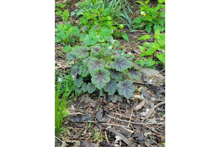 Heuchera americana&nbsp;6790