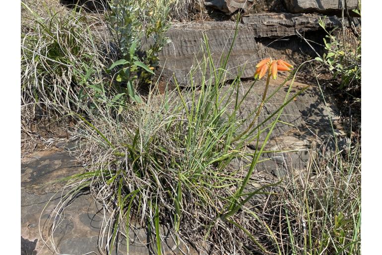 Aloe fouriei&nbsp;6795
