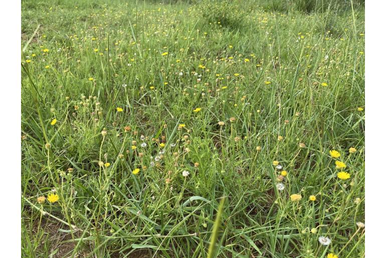 Felicia mossamedensis&nbsp;6795