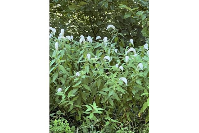 Clethra-achtige wederik