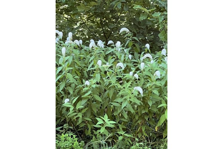 Lysimachia clethroides&nbsp;6806