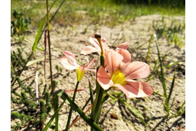 Kleine moraea