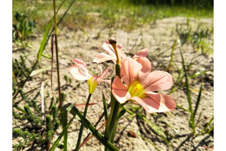 Moraea minor 6818
