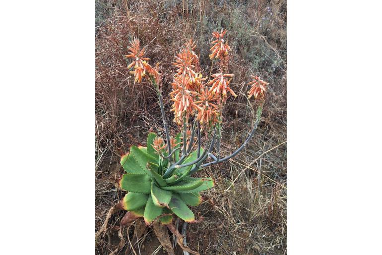Aloe graciliflora&nbsp;6819