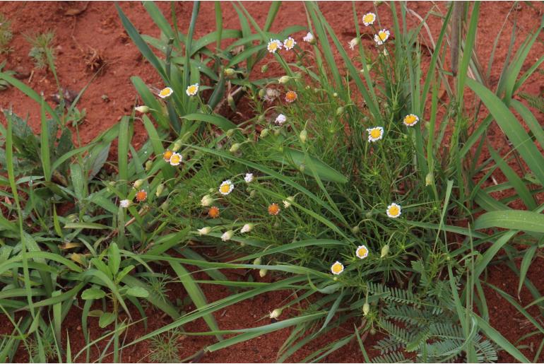 Felicia muricata ssp strictifolia&nbsp;6824