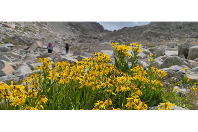 Senecio pyrenaicus -6826