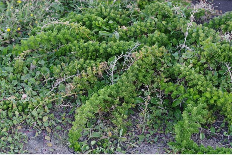 Asparagus densiflorus -6843