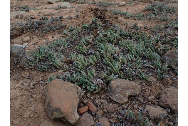 Bergeranthus met bladloze bloemsteel