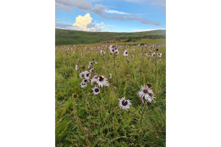 Berkheya purpurea -6845