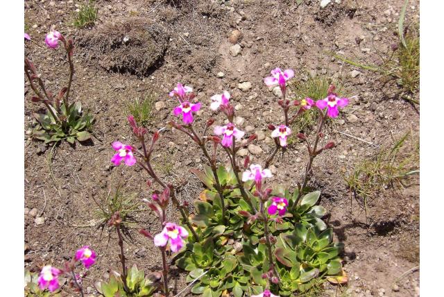 Wilms' craterostigma