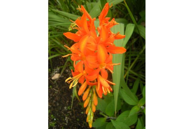 Montbretia