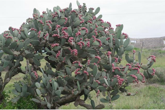 Fluwelen schijfcactus