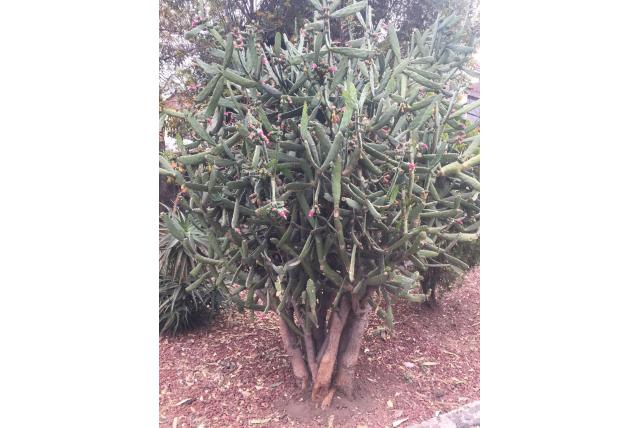 Vijgcactus