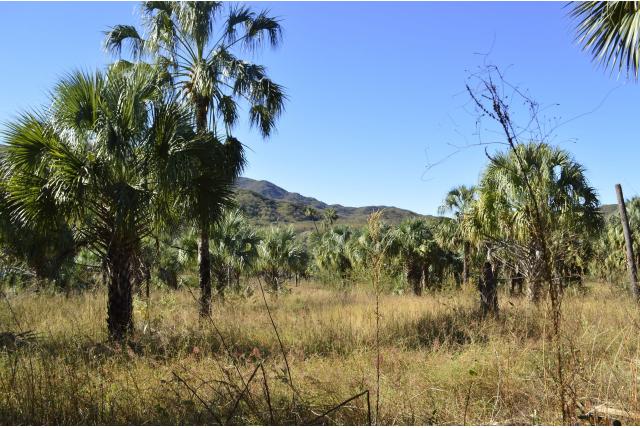 Sonora palm