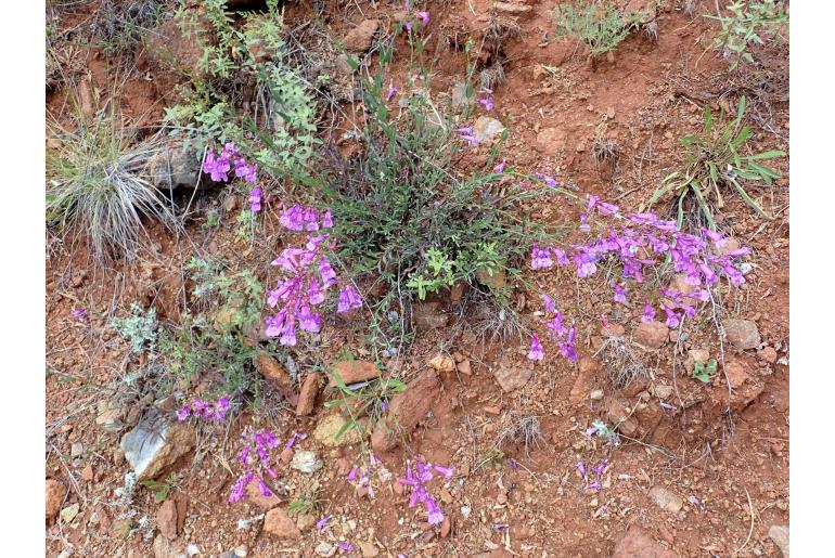 Penstemon parvulus 6861