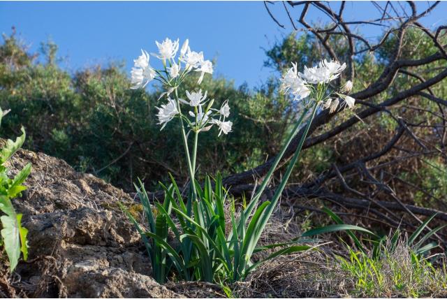 Canarische zee narcis