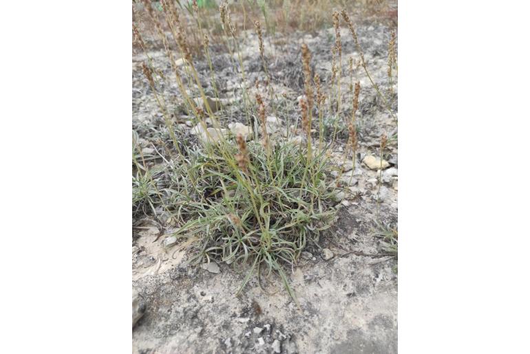Plantago albicans -6877