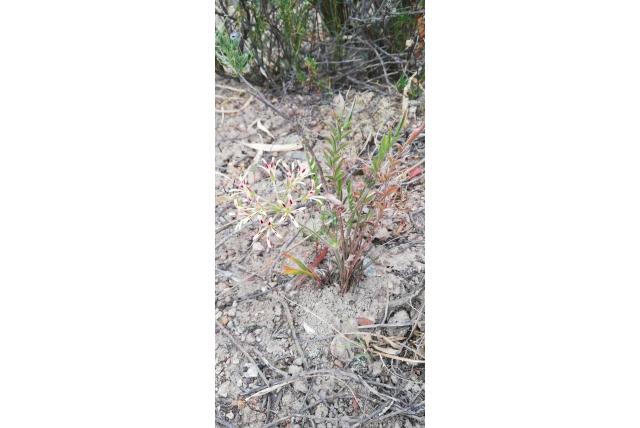 Viciabladige geranium