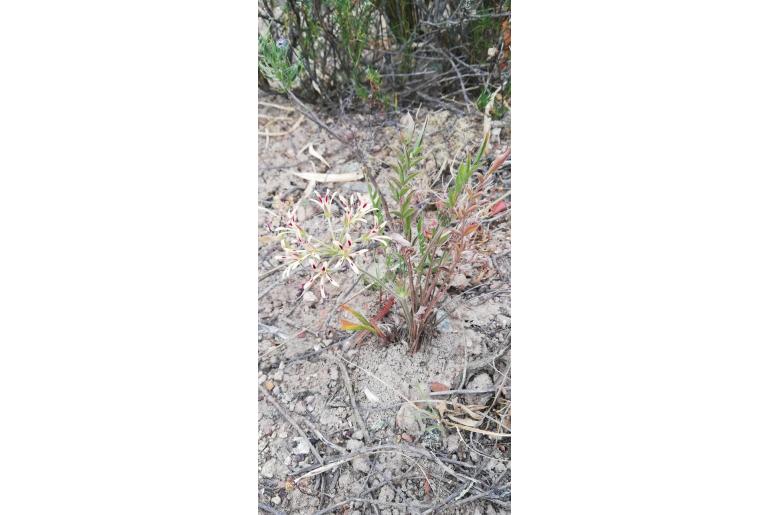 Pelargonium viciifolium 6880