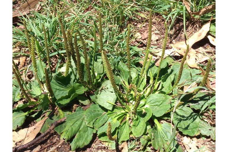 Plantago major 6880