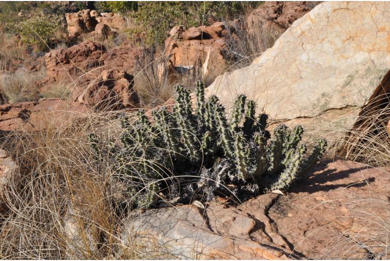 Euphorbia knobelii&nbsp;6882