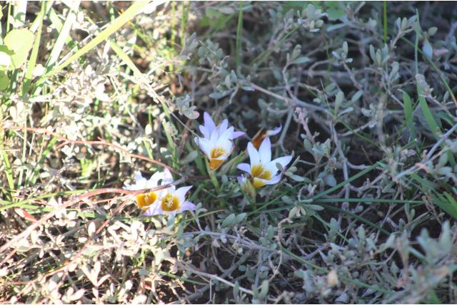 Zuid Afrikaanse krokus