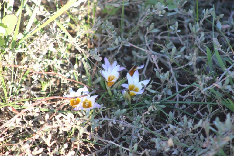 Romulea bulbocodium 6887